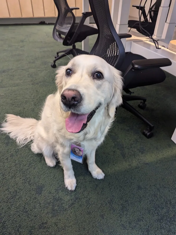 Dumpling — full photo